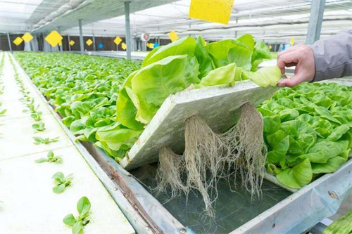 水培蔬菜怎麼種植方法教程