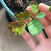 月季花生蟲子用什麼藥