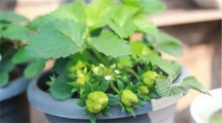 盆栽草莓怎麼養