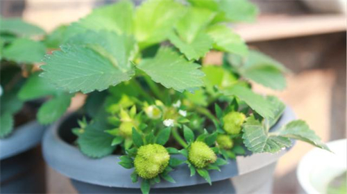 盆栽草莓怎麼養