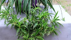 吊蘭怎麼移植 吊蘭移植教程