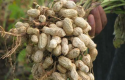 2022花生什麼時候成熟 成熟標誌有哪些