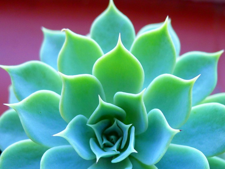 寶石花葉子幹癟脫落怎麼回事