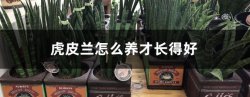 虎皮蘭怎麼養才長得好