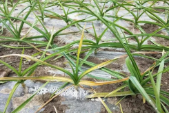 大蒜葉子發黃幹枯怎麼回事 大蒜葉枯病用什麼藥好