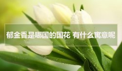 鬱金香是哪國的國花,有什麼寓意呢