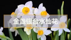 <strong>金盞銀台水仙花</strong>