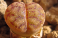 生石花全身蔫了怎麼辦