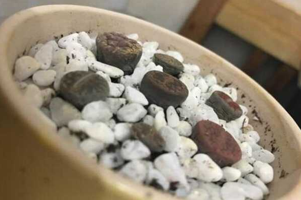生石花全身蔫了怎麼辦