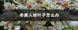 <strong>冬美人掉葉子怎麼辦</strong>