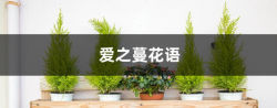 <strong>愛之蔓的花語是什麼</strong>