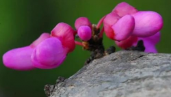 <strong>紫荊的花不是紫荊，那它是什麼！</strong>