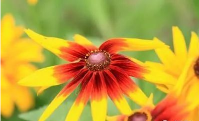 十二星座代表的花及它們的花語有哪些嗎