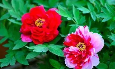 十二星座代表的花及它們的花語有哪些嗎