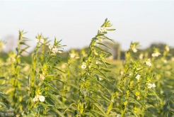 <b>芝麻為什麼合理密植能夠高產</b>