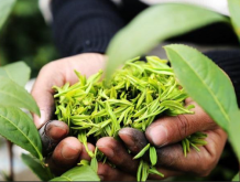 <strong>茶分幾大類都是什麼茶-茶的分類</strong>