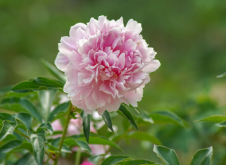 <strong>芍藥為什麼被稱作“將離草”</strong>