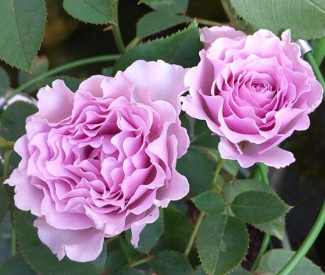 三十款紫色月季花都有什麼品種嗎