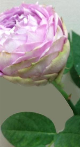 三十款紫色月季花都有什麼品種嗎
