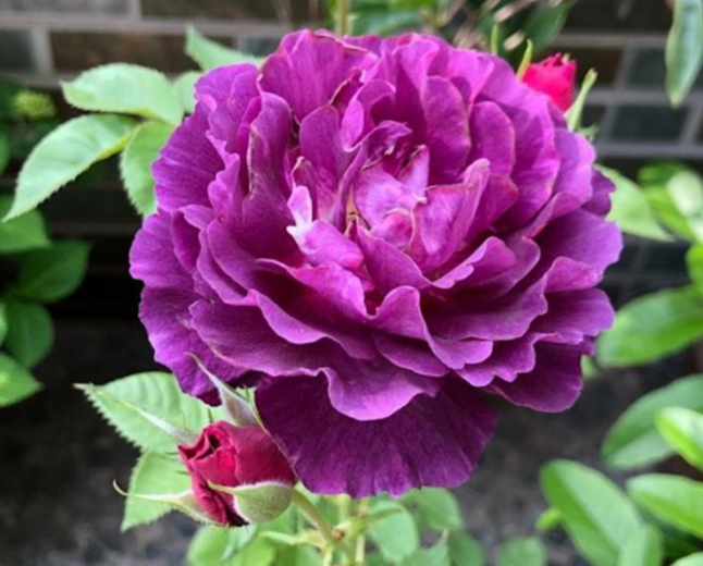 三十款紫色月季花都有什麼品種嗎