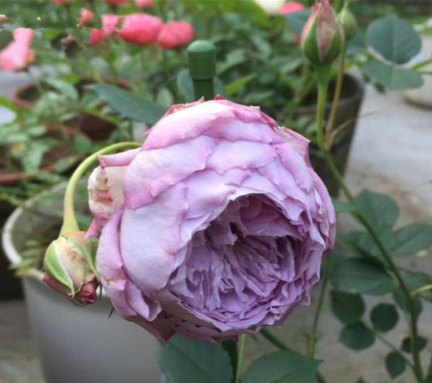 三十款紫色月季花都有什麼品種嗎