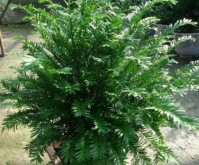 <strong> 南方紅豆杉移植種不活是什麼原因—如何解決</strong>