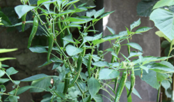 <strong>辣椒果實變紫該怎麼處理</strong>