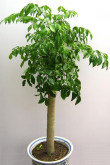 <strong>幸福樹是植物？要怎麼養？</strong>