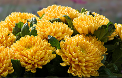<strong>家庭養花什麼品種最適合——菊花生長習性</strong>