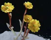<strong>冰淩花怎麼養！冰淩花的花語</strong>