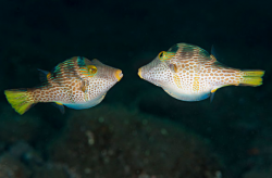 <strong>養接吻魚有什麼注意事項</strong>