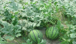 <strong>西瓜漚根用什麼藥防治好？</strong>