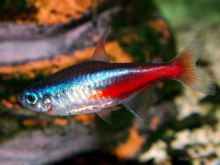 <strong>霓虹燈魚是什麼魚，該怎麼養？</strong>