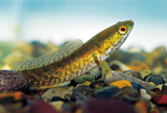 <strong>七星魚是什麼魚，它黑魚有什麼關係？</strong>