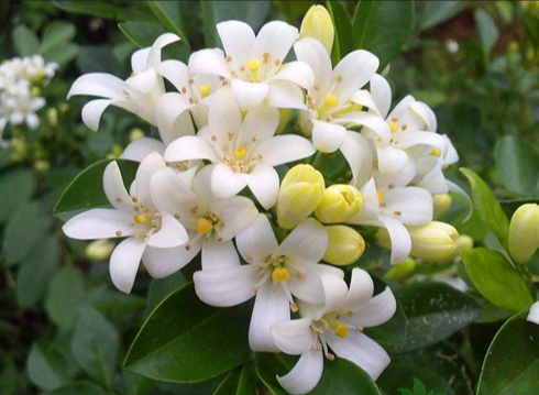 12星座的守護花卉都是哪些？它們的花語是什麼？