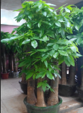 <strong>發財樹能水培養嗎，它的好處是什麼？</strong>