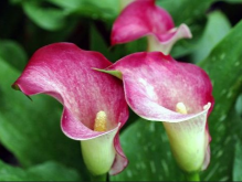 <strong>馬蹄蓮什麼時候開花？不開花的原因是什麼？</strong>