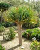 <strong>龍血樹是什麼植物，它有什麼寓意與風水意義</strong>