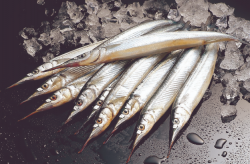 <strong>秋刀魚為什麼很少人吃？</strong>
