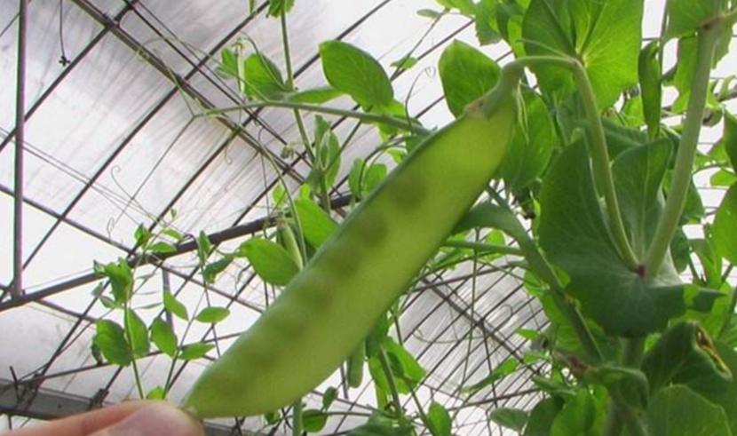 豌豆幾月開始播種?