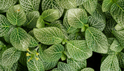 <strong>網紋草怎麼扡插？</strong>