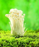 <b>金針菇的營養價值</b>