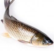 <strong>草魚用什麼魚餌最好釣</strong>