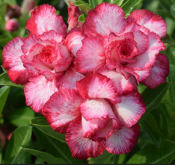 <strong>沙漠玫瑰是什麼花？</strong>