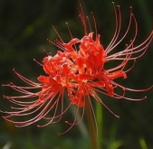 <b>世界上最淒美、妖豔的花----------彼岸花</b>