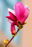 <strong>玉蘭花象征什麼?</strong>