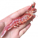 <strong>櫻花蝦是什麼蝦？對養殖水質要求高嗎？</strong>