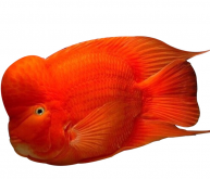 <strong>紅鸚鵡魚厭食的原因是什麼？解決方法是什麼？</strong>