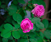 <b>薔薇花什麼季節種植好?</b>