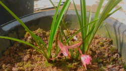 <strong>蘭花上盆前怎麼消毒？</strong>